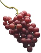 Picture of grapes.